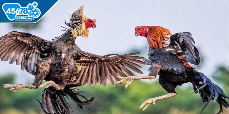 da-ga-thomo-45678-cua-dao