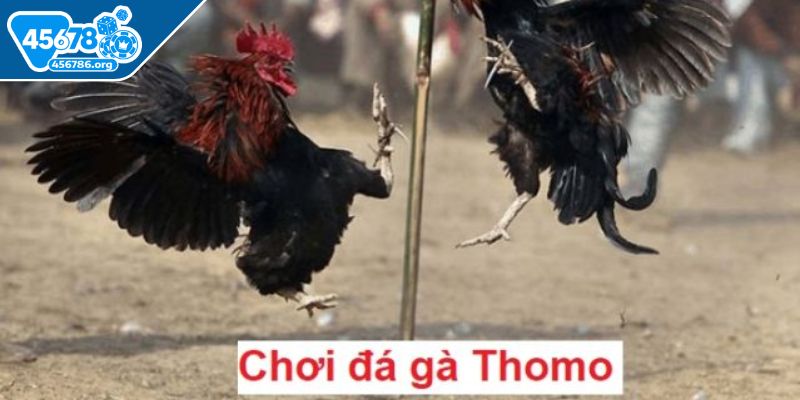 da-ga-thomo-45678-khai-quat